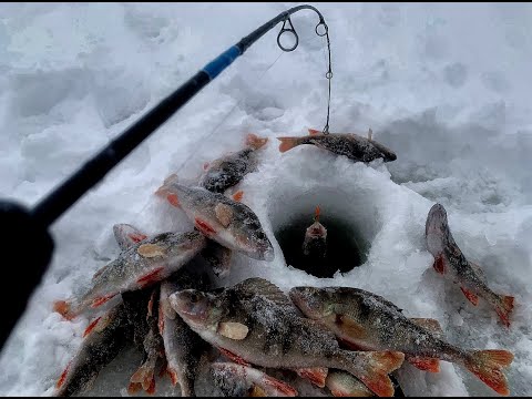 Видео: ТА САМАЯ ЛУНКА.....РУКИ ЗАДРОЖАЛИ ОТ РАДОСТИ!! Рыбалка, первый лед 2023-2024.Окунь на балансир.