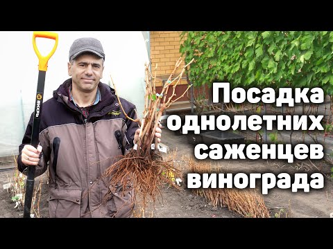 Видео: Как правильно посадить саженцы винограда?