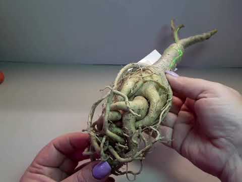 Видео: 10.09.21 Адениумы прививки Тайвань обзор новинок,готовлю грунт для адениумов