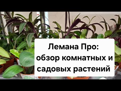 Видео: Лемана Про: обзор комнатных и садовых растений