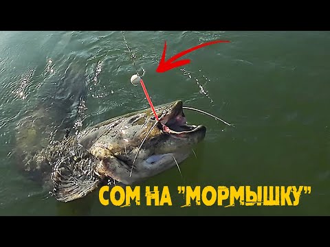 Видео: Трофейный СОМ на "мормышку". Вертикальная ловля сома с Fireball | Экспедиция СОМ - 3 серия