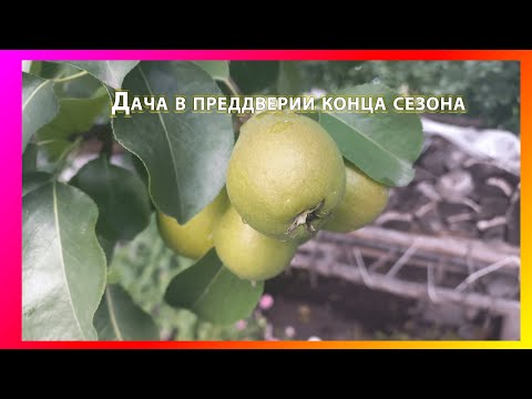 Видео: 🌱 дача в Челябинске. урожай, обзор