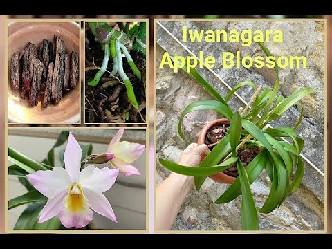 Видео: 🌺 сажаю каттлеи в "ВЕРТИКАЛЬНУЮ" кору 🌺 первые ОРХО-пересадки сентября