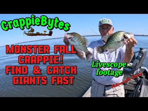 Видео: Монстр-осенний краппи! Быстро находите и ловите гигантов #CrappieFishing #FallCrappie #livescope