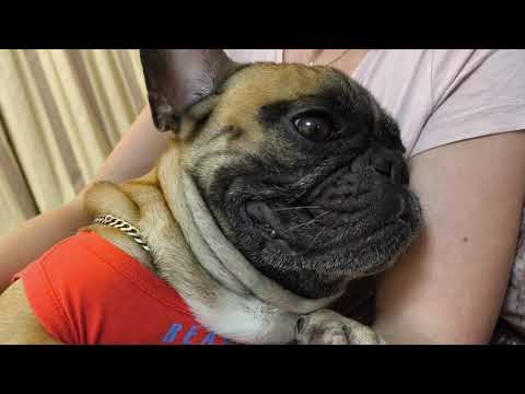 Видео: Собачку отжимают #французскийбульдог #собака #собакаприколы #бульдог #funnydogs #frenchbulldog #dog