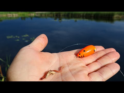 Видео: Бутерброд на Попла-Поппер і Біла риба Давить вудку на сільському ставі