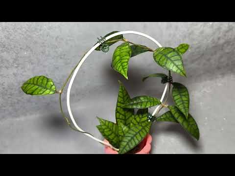 Видео: Hoya Callistophylla sp. Kalimantan . 12..05.25. #plants #цветыдлядома #цветы
