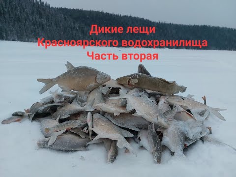 Видео: Дикие лещи Красноярского водохранилища/Жирные налимы рвут лески/Часть 2