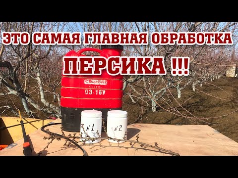 Видео: Основная и самая главная обработка персика!!!