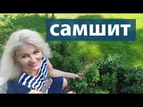 Видео: САМШИТ. Как выращивать самшит. Как обрезать самшит