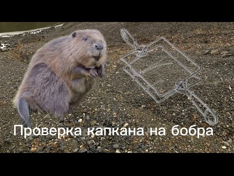 Видео: Проверка капкана на бобра в первый снег 