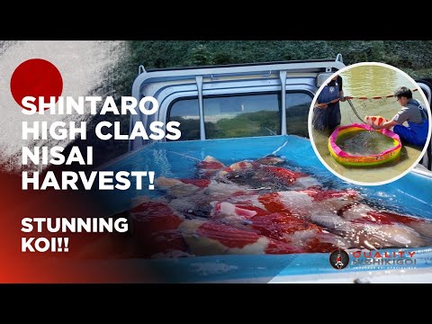 Видео: СИНТАРО ВЫСОКОГО КЛАССА НИСАИ УРОЖАЙ!! УДИВИТЕЛЬНЫЙ КОИ!