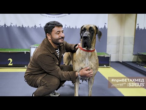 Видео: Как подготовить к выставке немецкого дога // #приВЕТАХМЕД