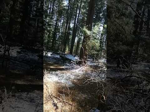 Видео: Очередная прогулка с лайками