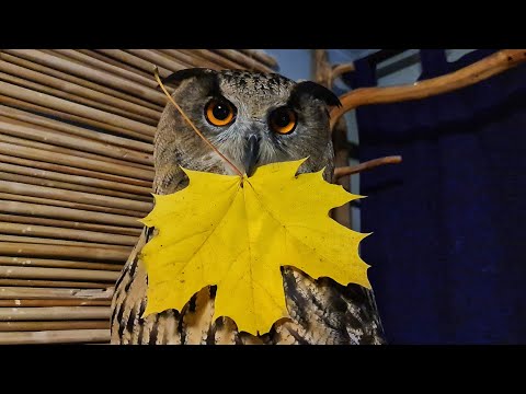 Видео: Дракон и золото, сова и грибочек