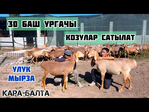 Видео: 30 баш МЫКТЫ УРГАЧЫ козулар сатыкка чыкты👍🏻 Улук байке сатыкка койлоруну чыгарды