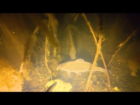 Видео: Підводне полювання перед льодоставом 2024