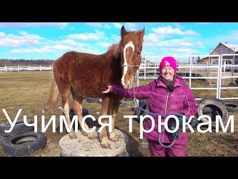 Видео: Лошадь на "тумбе". Как научить и зачем. Клёвый конь.