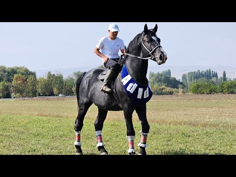 Видео: adidas ЗАКАДАН 180 см