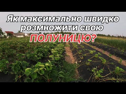 Видео: ТОБІ ЦЬОГО НЕ СКАЖУТЬ! ШВИДКИЙ спосіб РОЗМНОЖЕННЯ полуниці ВУСАМИ