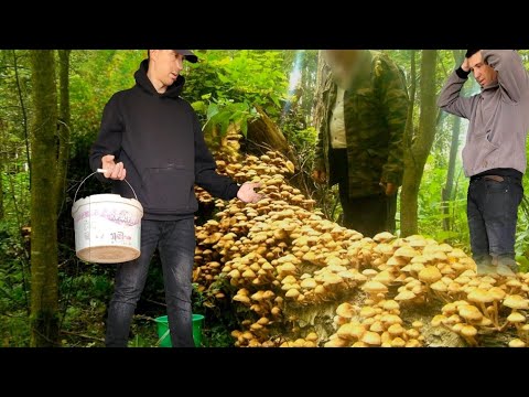 Видео: Ведро ОПЯТ,🍄 мимоходом👍💯
