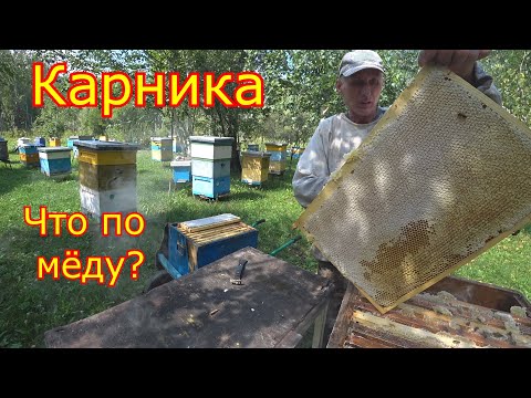 Видео: КАРНИКА, что по МЁДУ!!! Первая качка мёда сезона 2023г