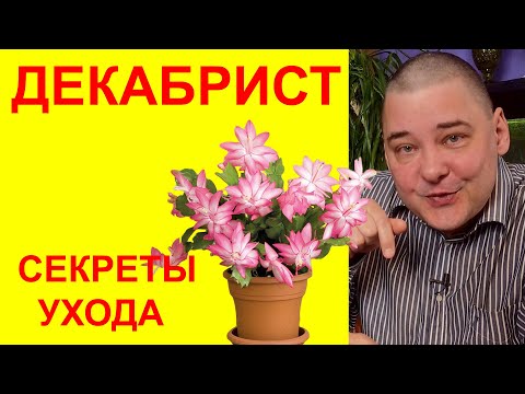 Видео: Декабрист (шлюмбергера). Секреты легкого ухода