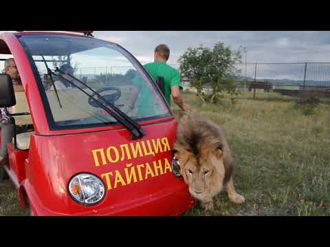 Видео: Лев МАРСЕЛЬ  ! Папа , ПОЧЕШИ ПЯТОЧКУ !!Marcel, the lion...: daddy, scratch my paw!