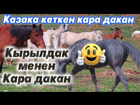 Видео: Казака кеткен кара дакан айгырда