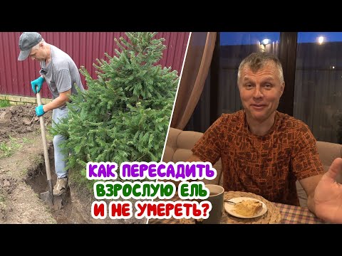 Видео: Рабочий СУПЕР - БЛОГ из САДА! Пересадка взрослой ели. + Самый вкусный ГРУШЕВЫЙ пирог! Отвал башки)