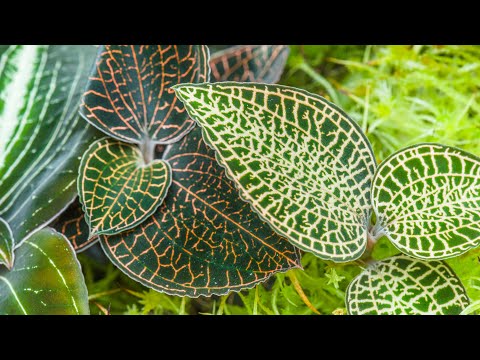 Видео: Эпизод 45. Успех с драгоценными орхидеями