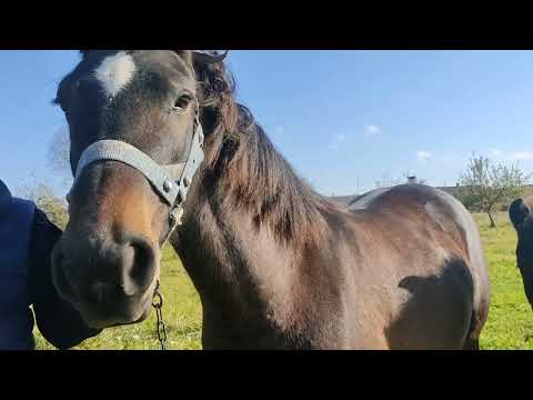 Видео: Командировка в гродненскую область волковыский район и покупка лошади Жуля
