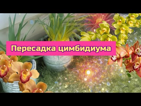 Видео: Пересадка цимбидиума и мой уход. Цимбидиумы на улице, содержание  #plants #orchid #cymbidium