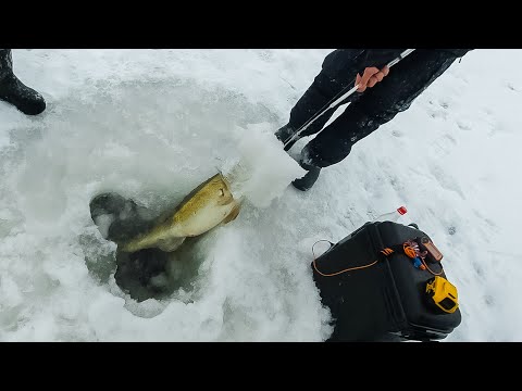 Видео: Разбурили монстров судаков, и 200-й лунки мало!!! Ловля судака на вибы со льда [Пора ловить судака].