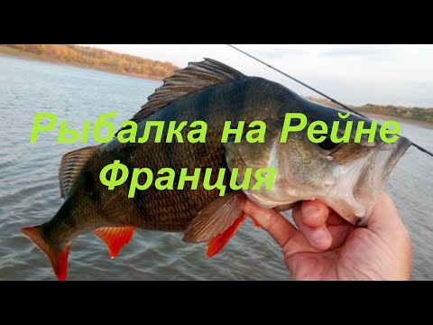 Видео: РЫБАЛКА НА РЕЙНЕ (RHEIN) ЖОР КРУПНОГО ОКУНЯ! ОСЕННЯЯ РЫБАЛКА НА РЕКЕ  ВО ФРАНЦИИ!