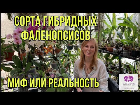 Видео: Сорта гибридных фаленопсисов.  Миф или реальность