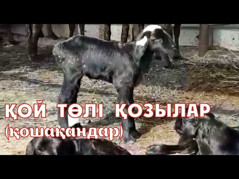 Видео: Қой төлі қозылар (қошақандар) / Ягнята