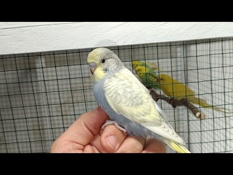 Видео: Первая пара | Вторая кладка | Волнистые попугаи