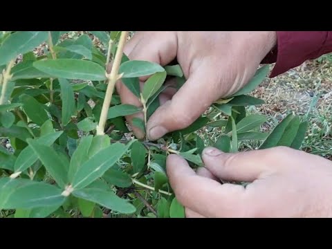 Видео: как размножить жимолость / зеленое черенкование жимолости