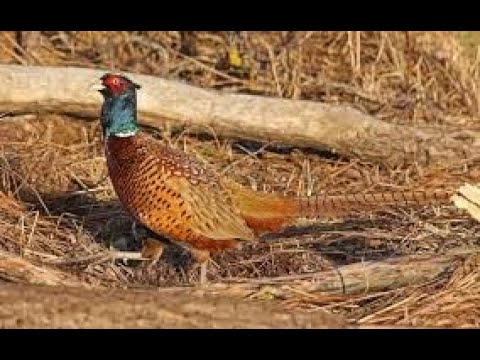 Видео: Охота на фазана с мр-155 новый сезон