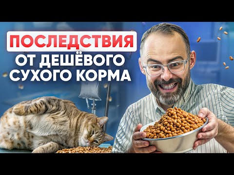 Видео: Если до сих пор кормите кошку ТОЛЬКО сухим кормом  - готовьтесь к последствиям