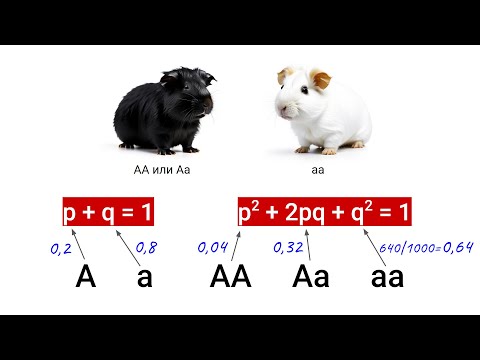 Видео: Закон Харди-Вайнберга – 3 важные вещи, которые надо знать