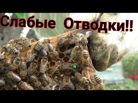 Видео: Как подсадить плодных маток в отводки! Мои ошибки! Первое расширение пасеки!