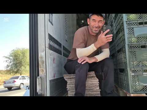Видео: Жиззах вилояти Мирзачул туманида пахта териш ер хайдаш,бугдой экиш,сугориш,ковун экспорти.