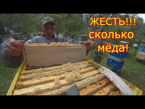 Видео: ЖЕСТЬ СКОЛЬКО МЁДА! ДВУХМАТОЧНЫЕ отбор меда, КАРНИКА В СИБИРИ!