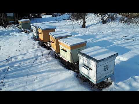 Видео: могут ли пчелы Бакфаст зимовать на улице? Как зимуют пчелы в ульях с сетчатым дном?