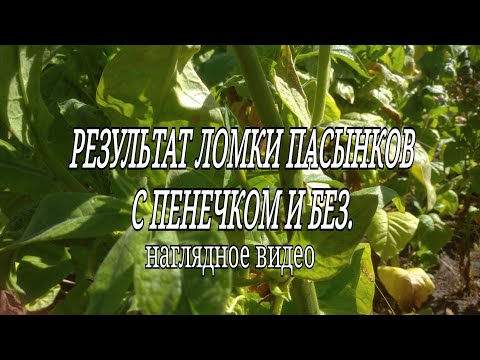 Видео: РЕЗУЛЬТАТ ЛОМКИ ПАСЫНКОВ С ПЕНЬКОМ И БЕЗ (7 сентября 2021 г. )