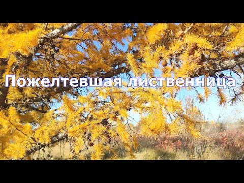 Видео: Пожелтевшая лиственница. Черноплодная рябина. Карасукский район. 4K.