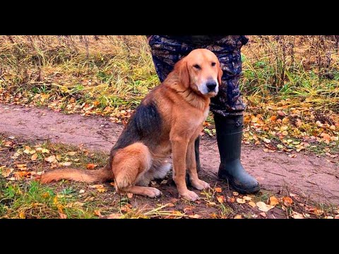 Видео: Русские гончие Заграй и Заливка вл. Филатов Д.Н.