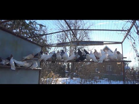 Видео: БАКИНСКИЕ И ПАКИСТАНСКИЕ ГОЛУБИ СЕРГЕЯ КАНУННИКОВА